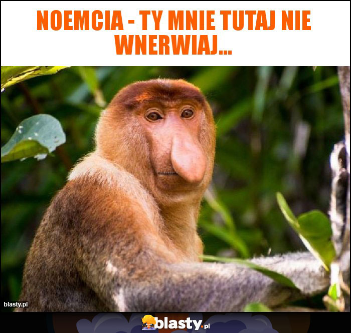 Noemcia - Ty mnie tutaj nie wnerwiaj...