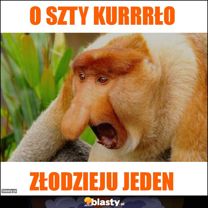 o szty kurrrło
