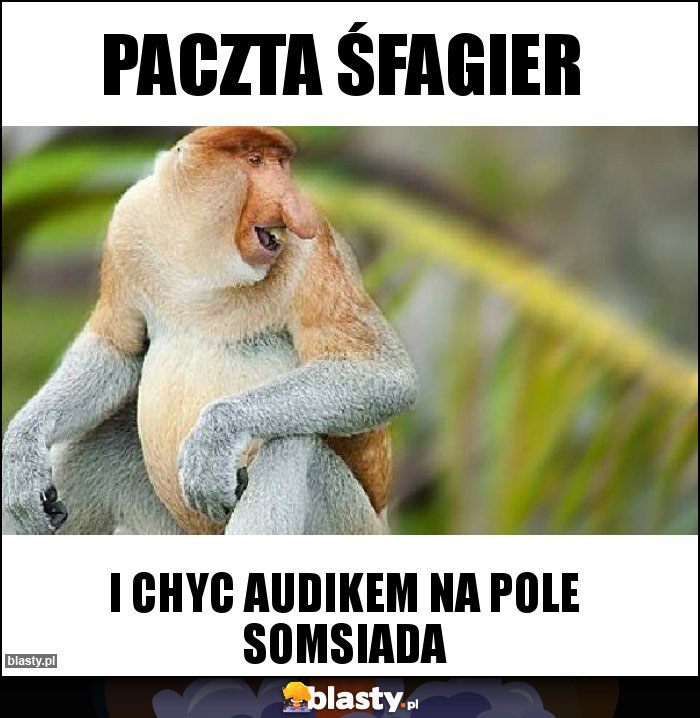 Paczta śfagier