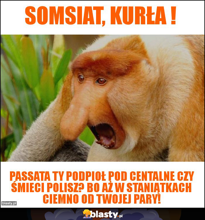 Somsiat, kurŁa !