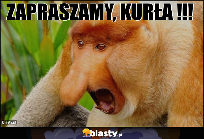 Zapraszamy, kurła !!!