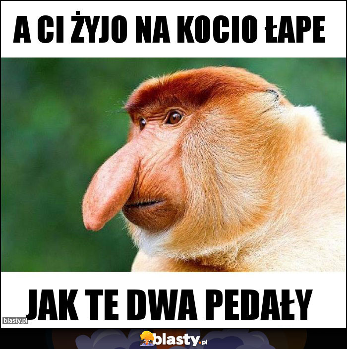 A ci żyjo na kocio łape