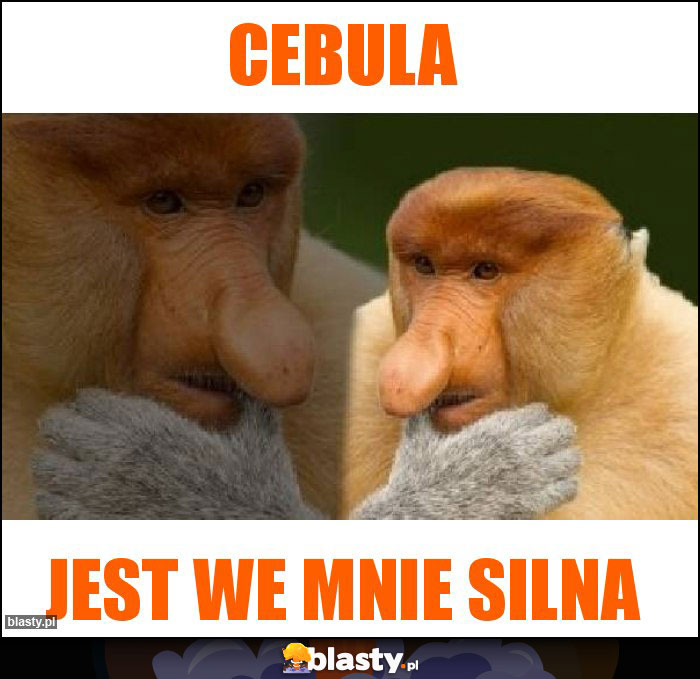 Cebula