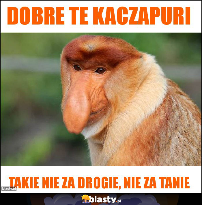 DOBRE TE KACZAPURI