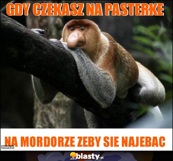 GDY CZEKASZ NA PASTERKE