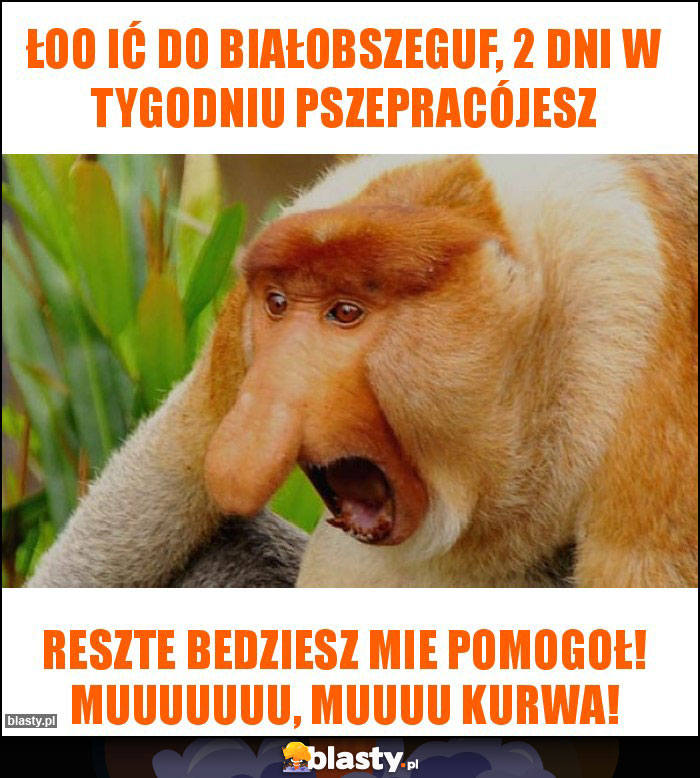 łoo ić do białobszeguf, 2 dni w tygodniu pszepracójesz