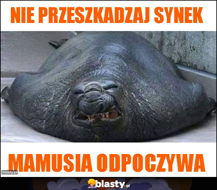 Nie przeszkadzaj synek