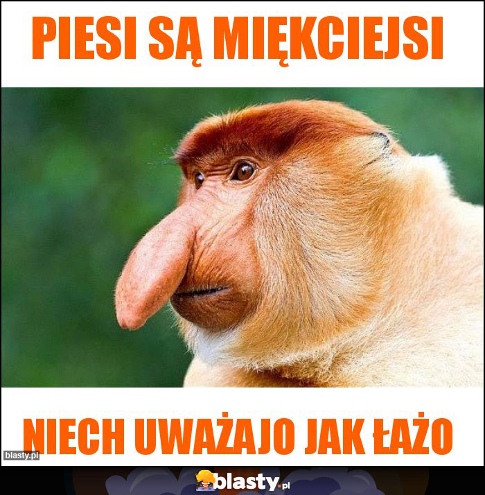 Piesi są miękciejsi