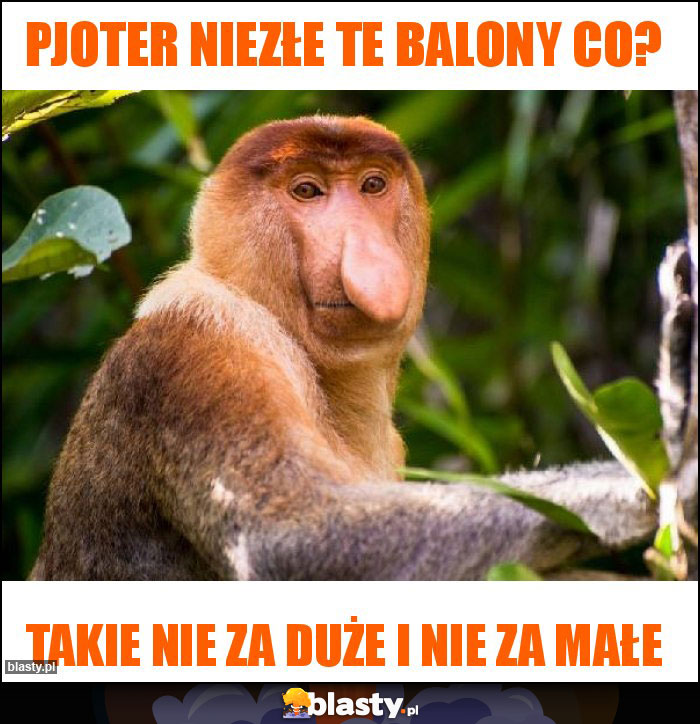 Pjoter Niezłe te balony co?