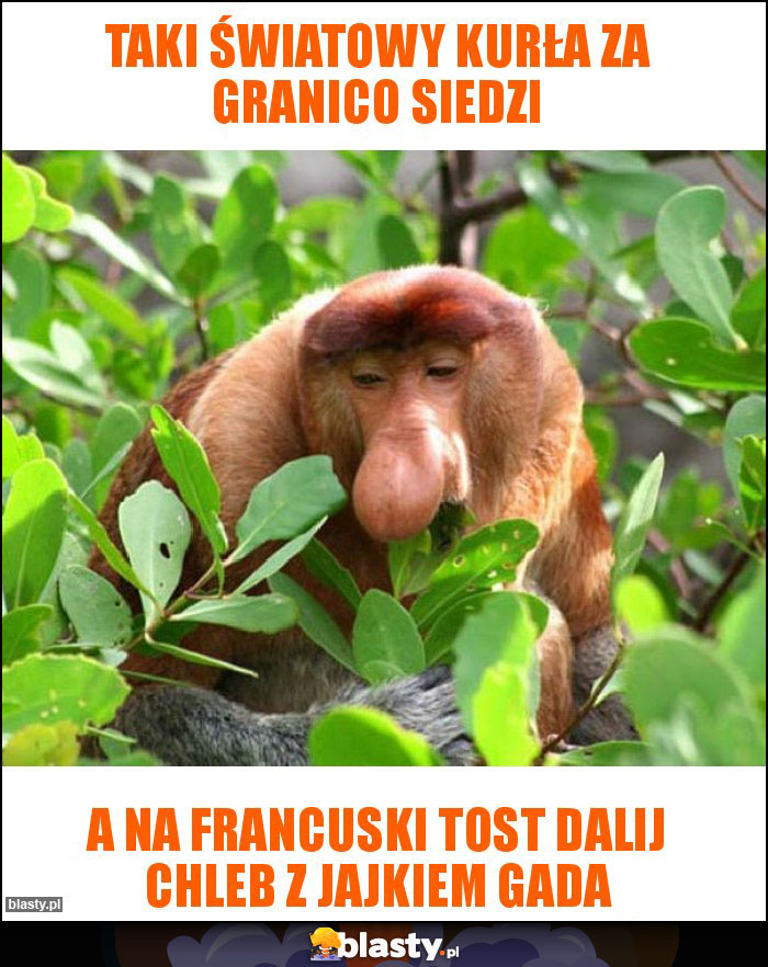 Taki światowy kurła za granico siedzi
