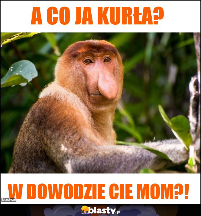 a co ja kurła?