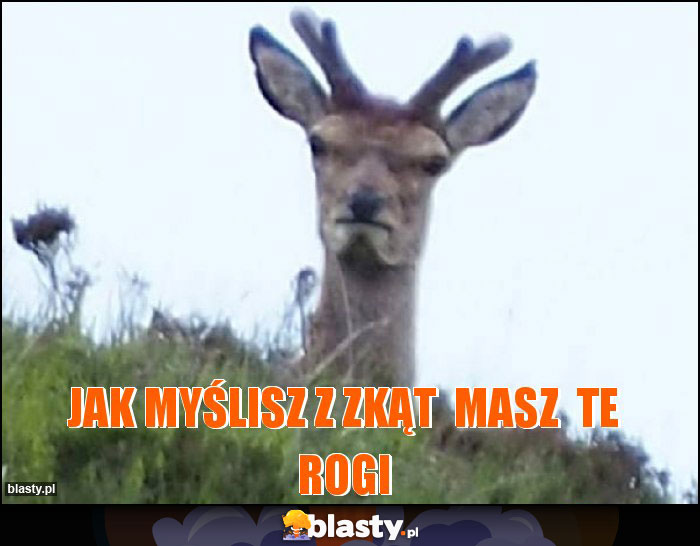 jak myślisz z zkąt  masz  te rogi