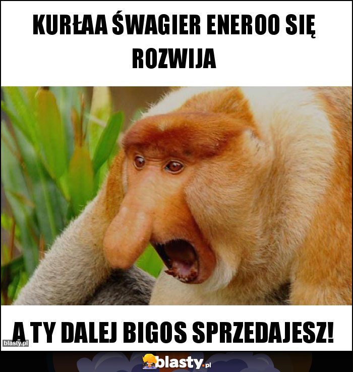 Kurłaa śwagier ENeroo się rozwija