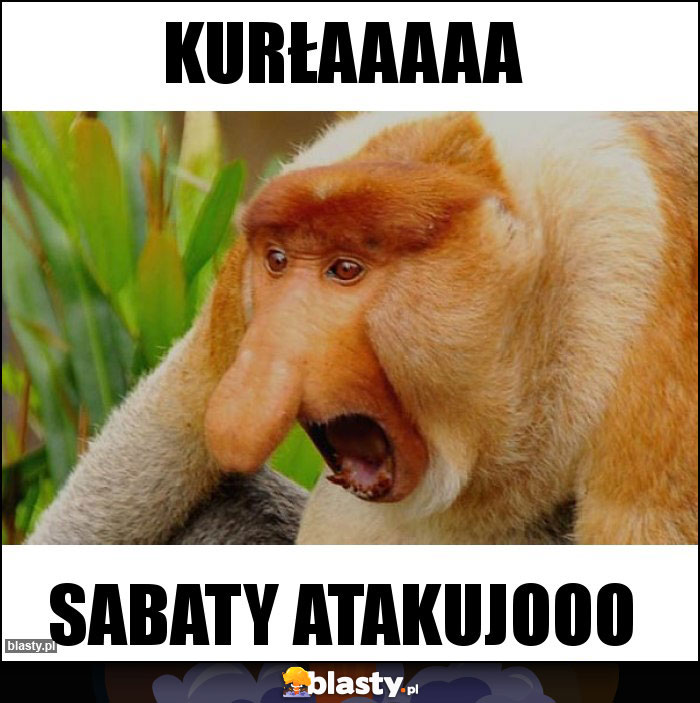 Kurłaaaaa