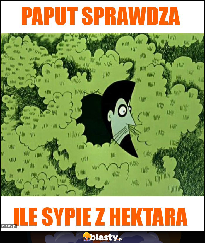 paput sprawdza