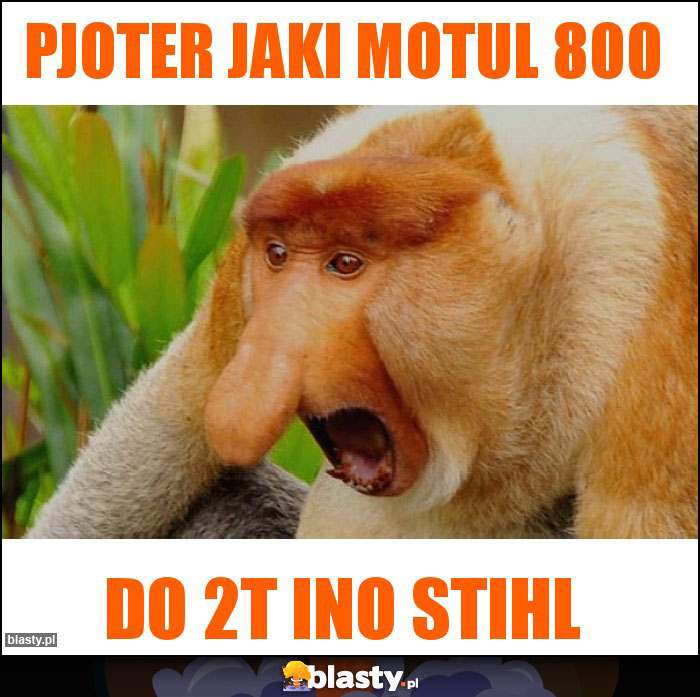 Pjoter jaki Motul 800