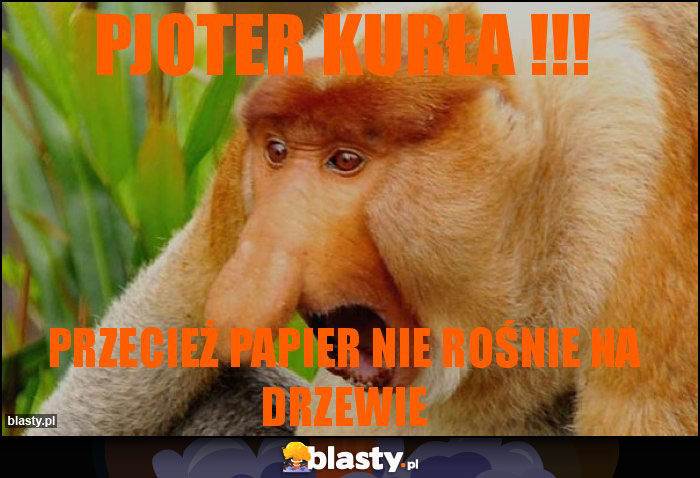 Pjoter Kurła !!!