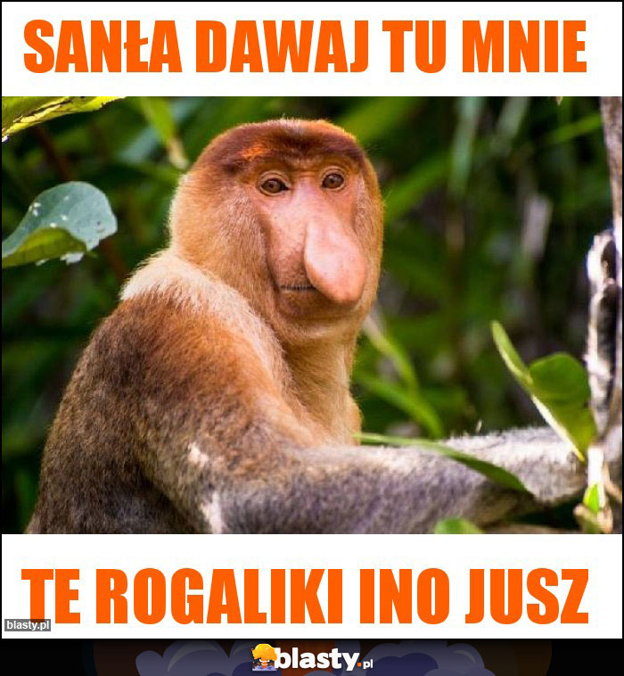 Sanła dawaj tu mnie