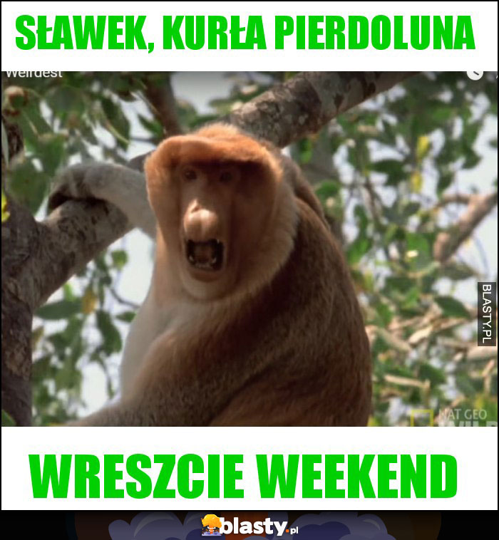 SŁAWEK, KURŁA PIERDOLUNA