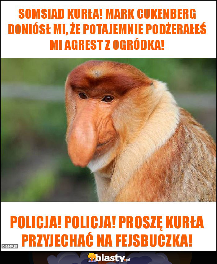 Somsiad kurła! Mark Cukenberg doniósł mi, że potajemnie podżerałeś mi agrest z ogródka!