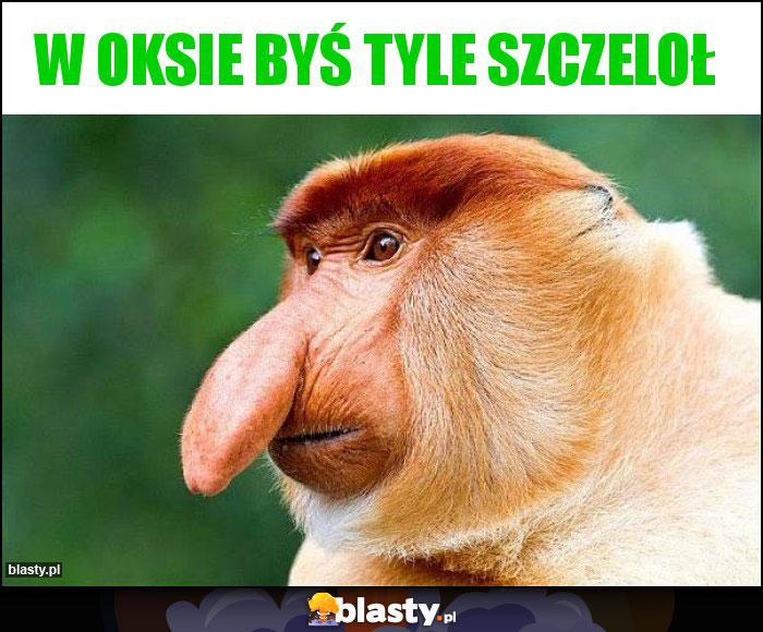 W oksie byś tyle szczeloł