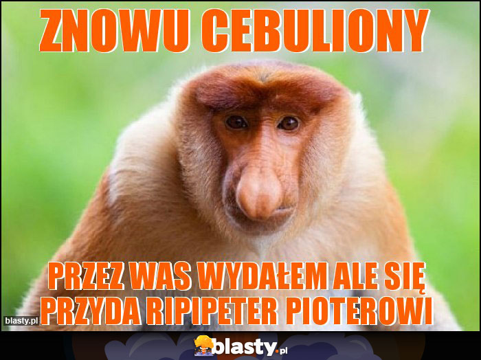 Znowu cebuliony