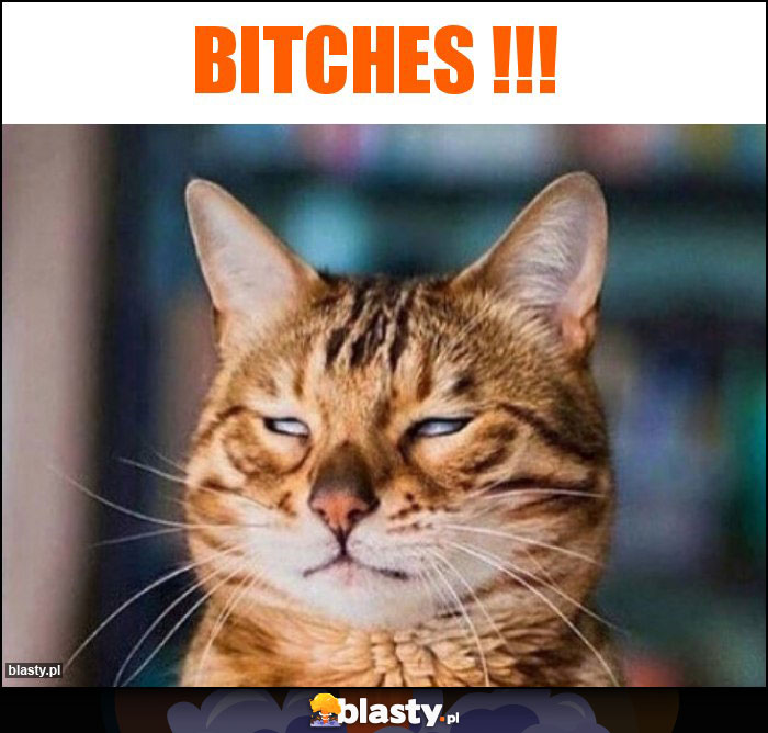 bitches !!!