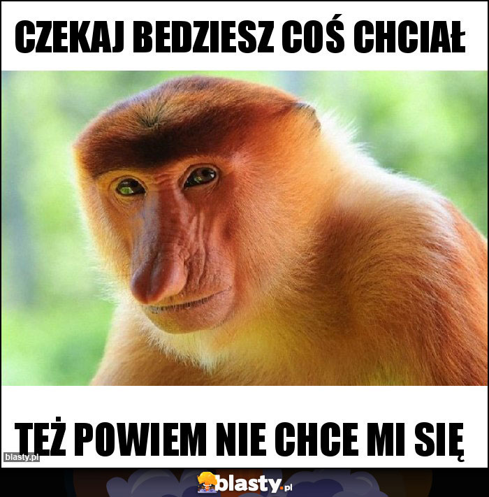 Czekaj bedziesz coś chciał