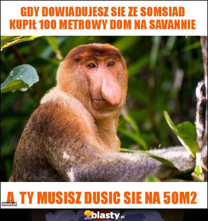 Gdy dowiadujesz sie ze somsiad kupił 100 metrowy dom na savannie