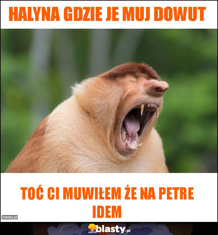 Halyna gdzie je muj dowut