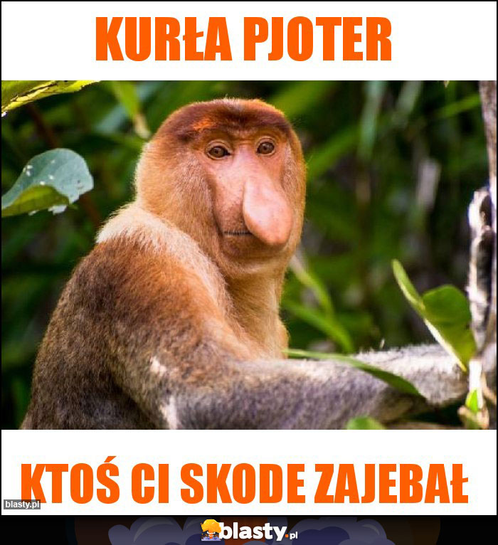 Kurła Pjoter