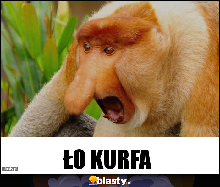 ŁO KURFA