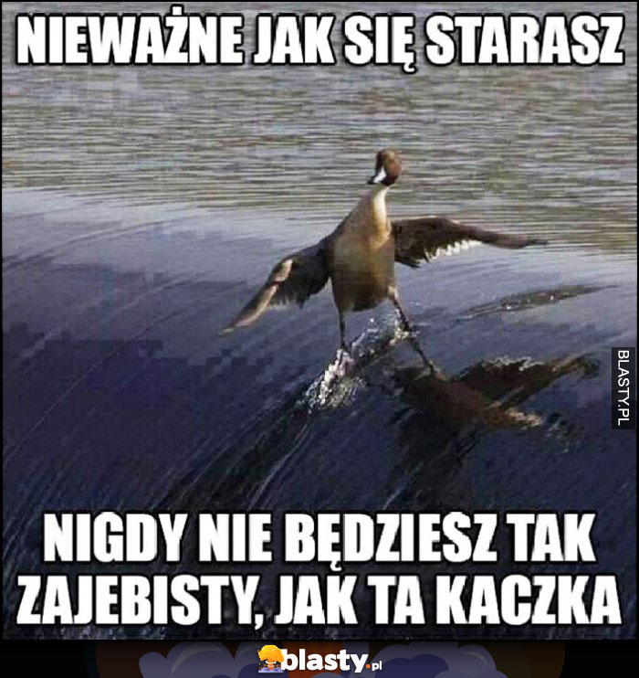 Nieważne jak się starasz, nigdy nie będziesz tak zarąbisty jak ta kaczka