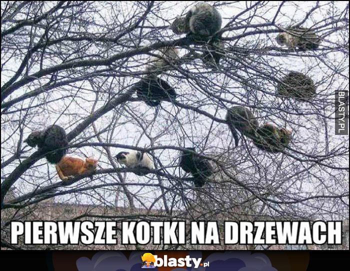 Pierwsze kotki na drzewach