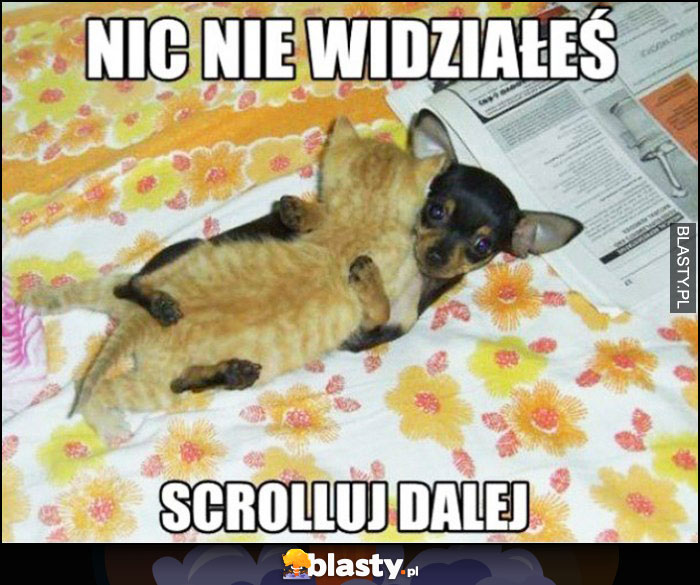 Pies z kotem, nic nie widziałeś scrolluj dalej