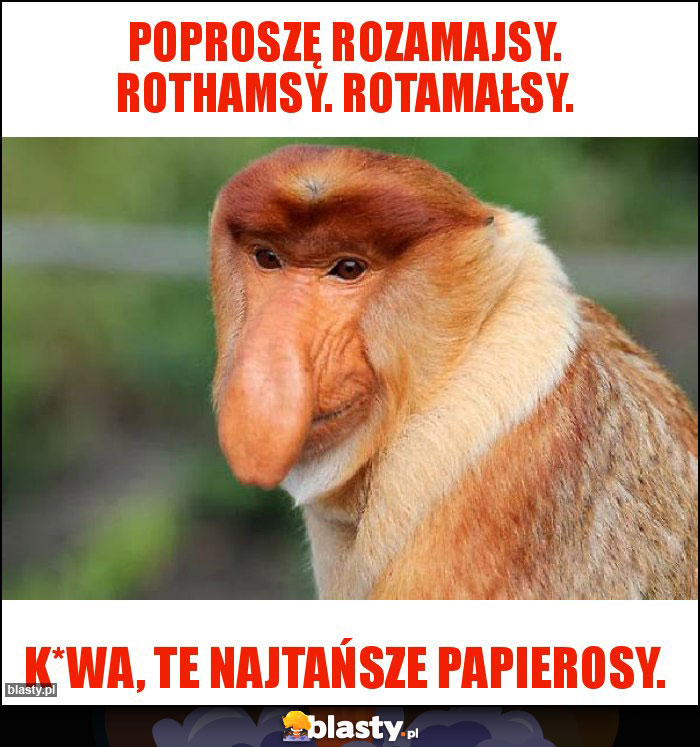 Poproszę rozamajsy. RotHamsy. Rotamałsy.