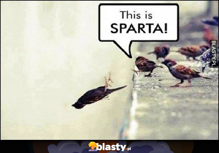 This is sparta ptaki zrzucają innego ptaka