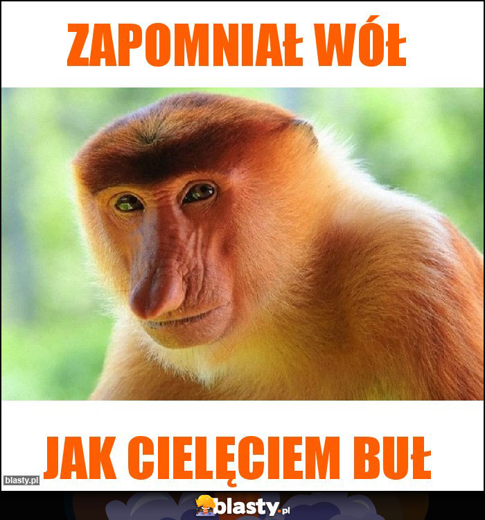 ZAPOMNIAŁ WÓŁ