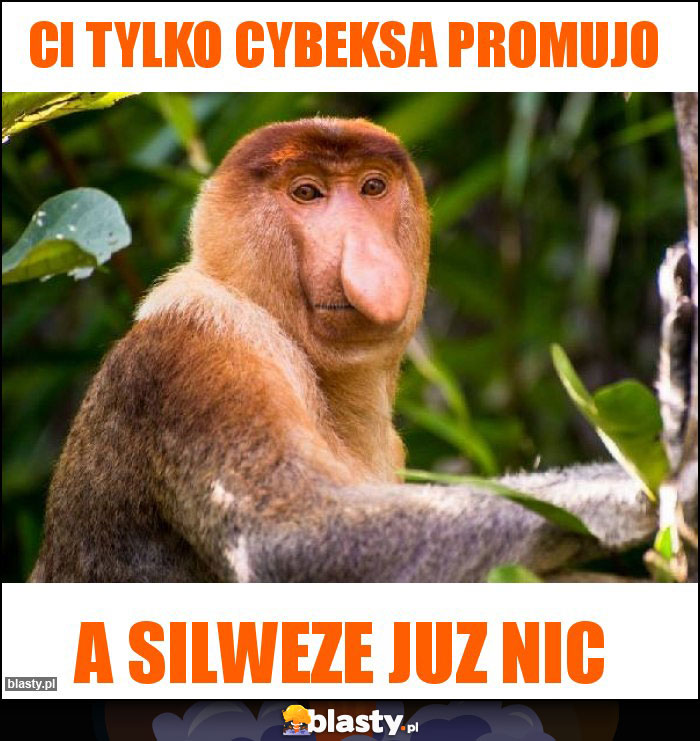Ci tylko Cybeksa promUjo