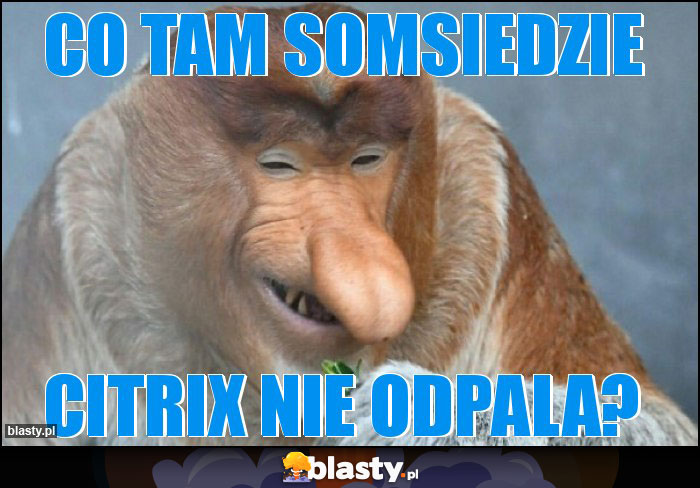 Co tam somsiedzie