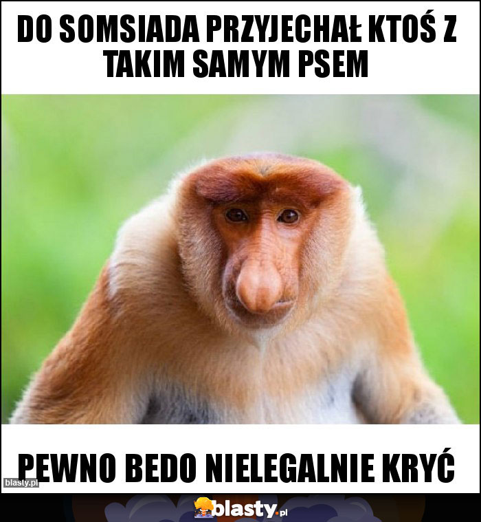 Do somsiada przyjechał ktoś z takim samym psem
