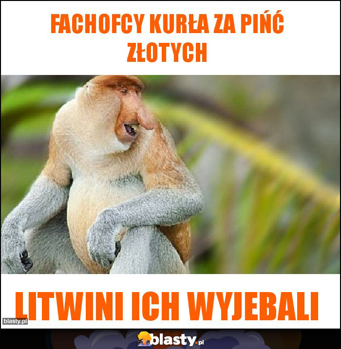 Fachofcy kurła za pińć złotych