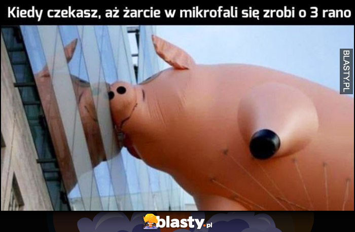 Gdy czekasz aż żarcie w mikrofali się zrobi o 3 rano świnia przytula się do szyby