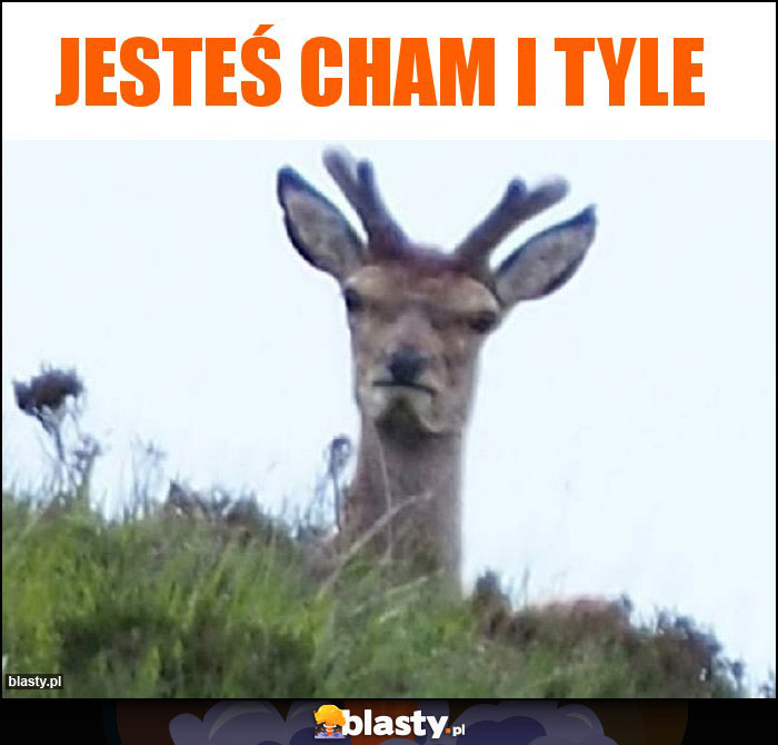 Jesteś cham i tyle