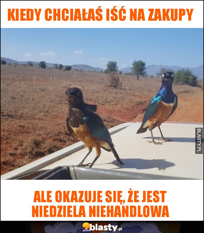 KIEDY CHCIAŁAŚ IŚĆ NA ZAKUPY