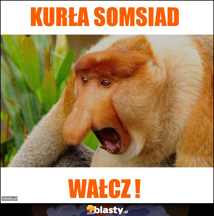 KURŁA SOMSIAD