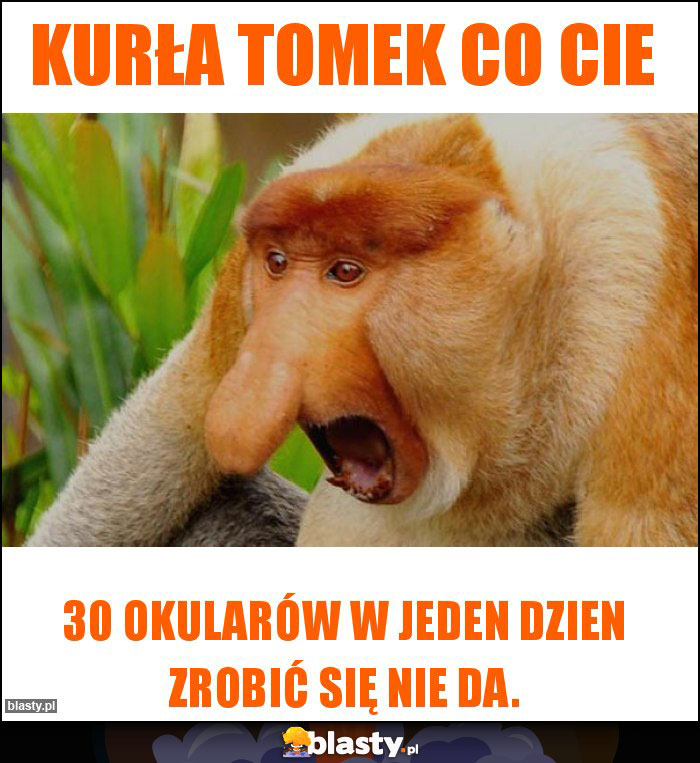 Kurła Tomek co cie