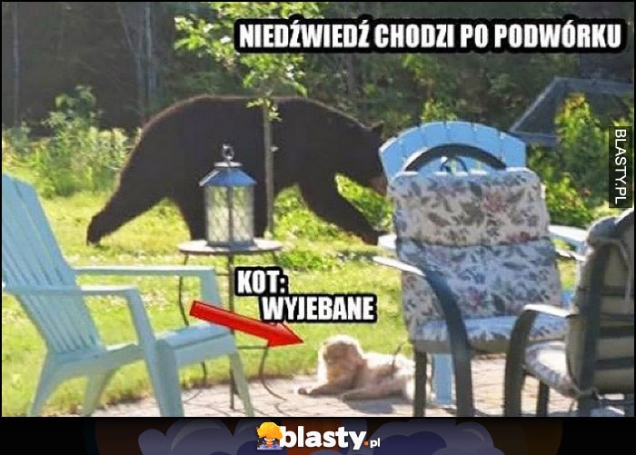 Niedźwiedź chodzi po podwórku, kot: wywalone