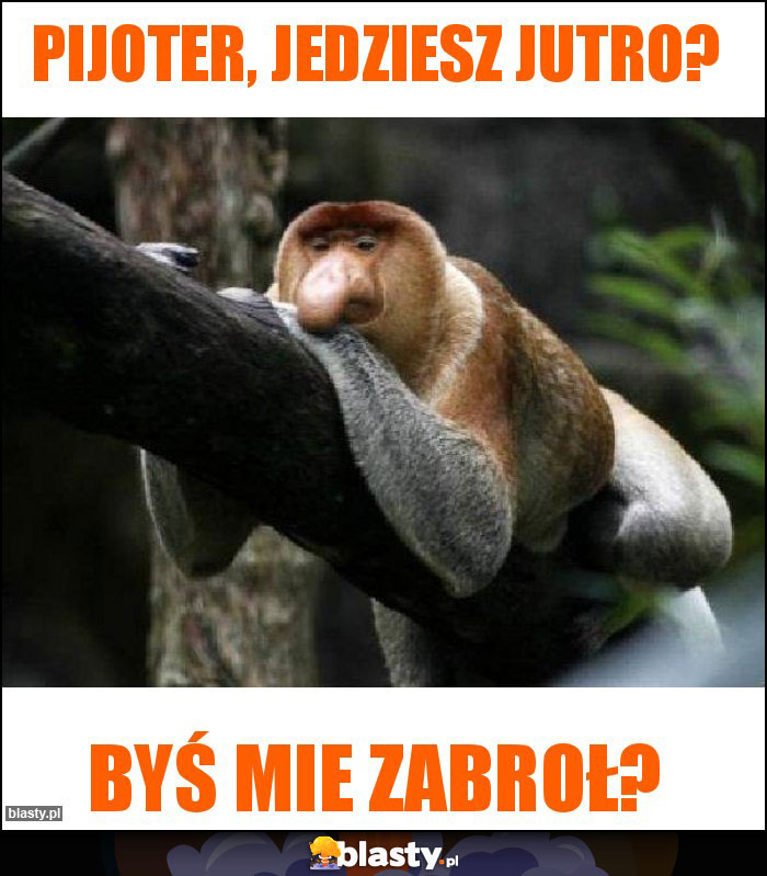 Pijoter, jedziesz jutro?