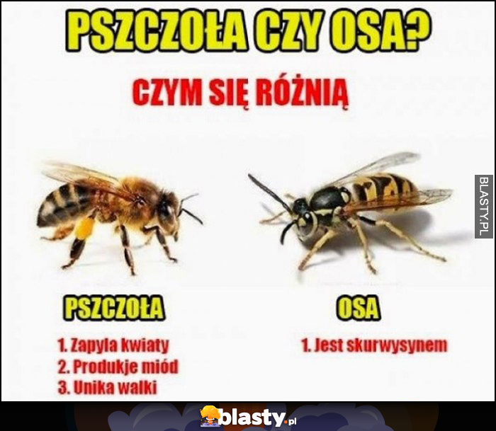Pszczoła czy osa? Czym się różnią osa jest skurczysynem
